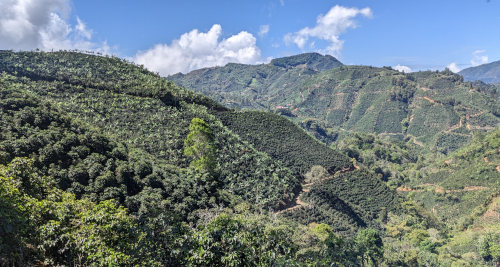 Coffee Fields on hillsides