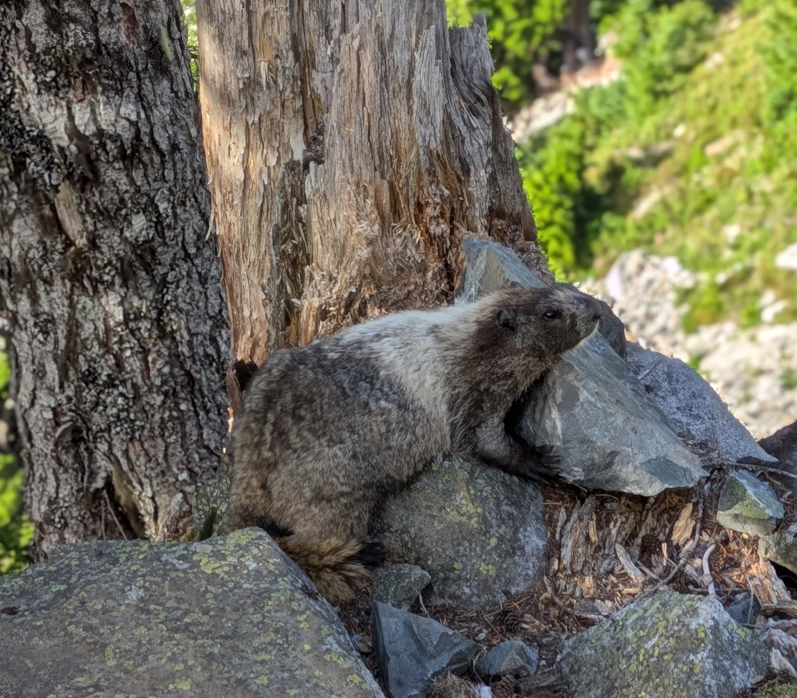 marmot