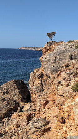 Persistent Tree on a cliff