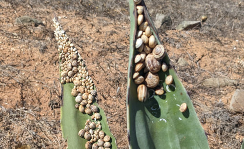 snails on plants