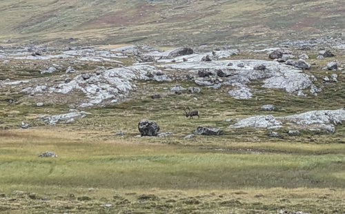 Reindeer on Kungsleden in Sweden