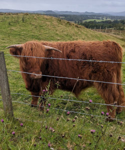 Scottish Cow