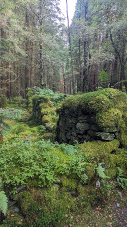 Moss covered ruins on West Highland Way