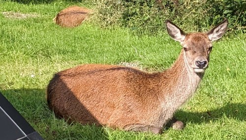 Lazy Deer